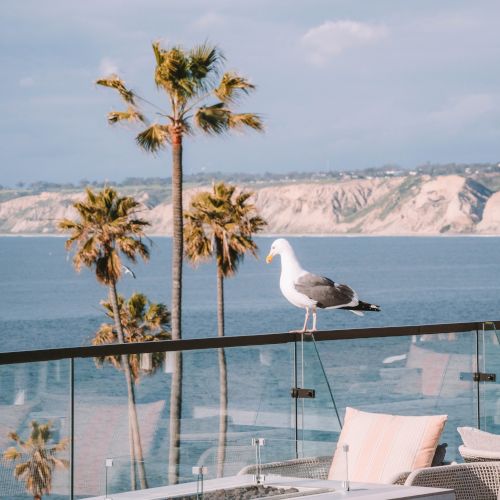 A seagull stands on a terrace railing, with palm trees and a calm ocean beside sandy cliffs under a blue sky.