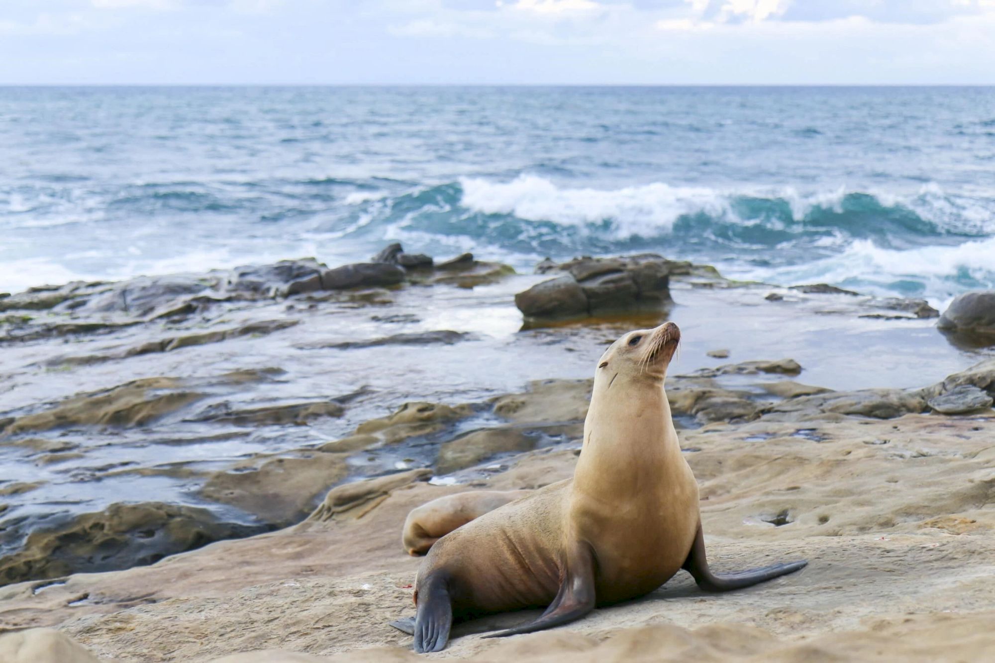 A sea lion rests on a sandy rocky beach as waves crash in the ocean behind it.