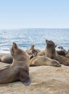 La Jolla Cove